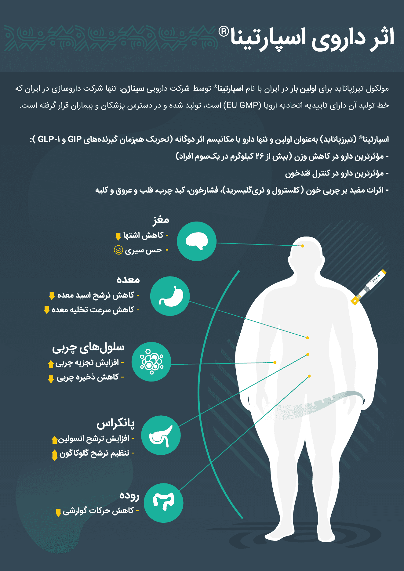 اینفوگرافیک مکانیسم اثر اسپارتینا®
